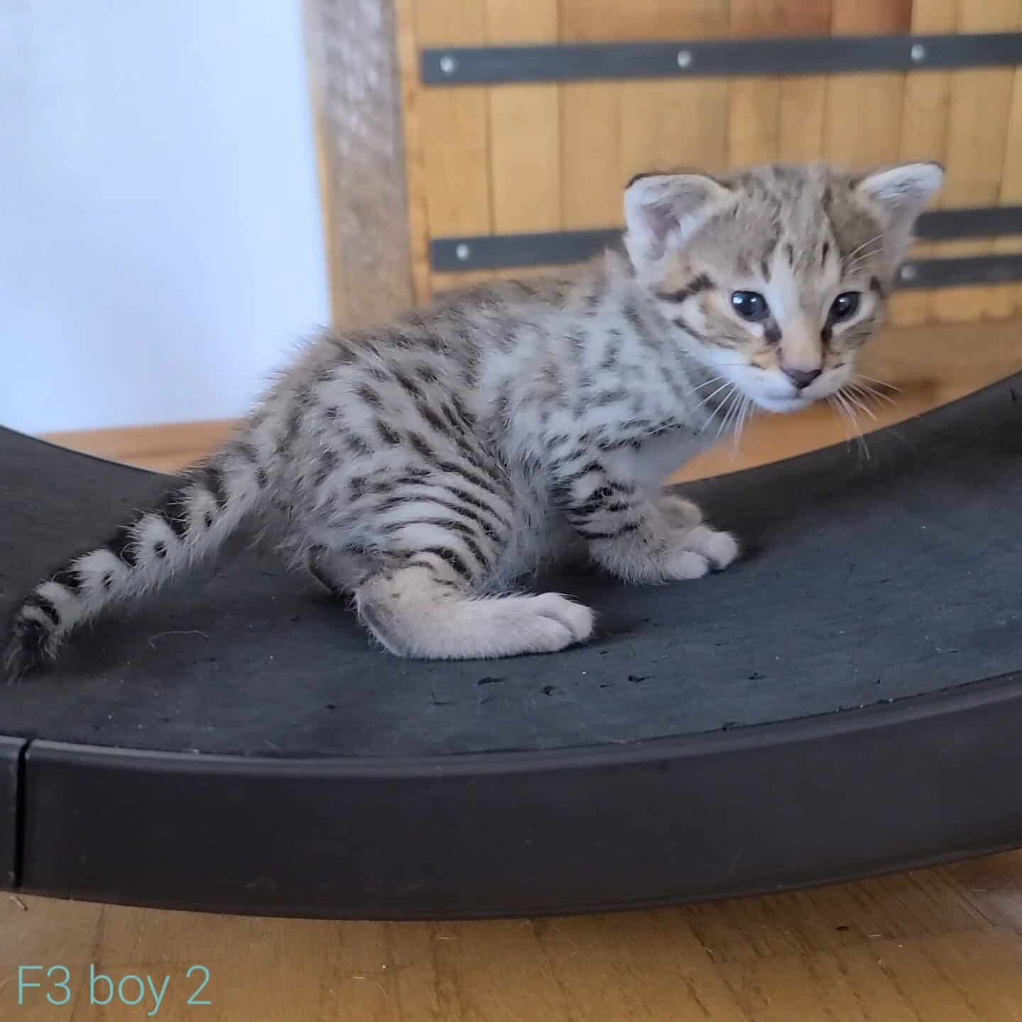 F3 Savannah Kittens for Sale | TICA Breeder in California