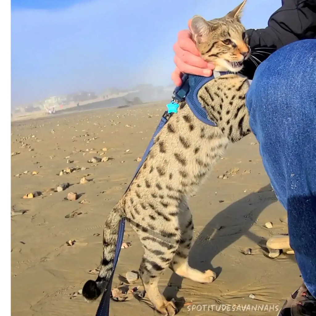 F3 Savannah Kittens for Sale | TICA Breeder in California