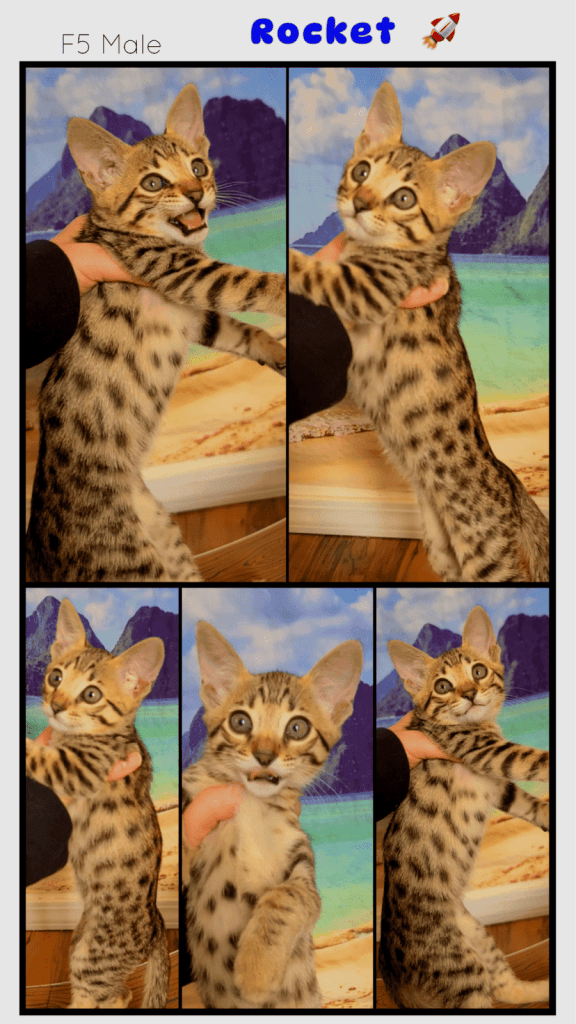 Orange Savannah Cat for Adoption: Discover Your Perfect Exotic Pet
