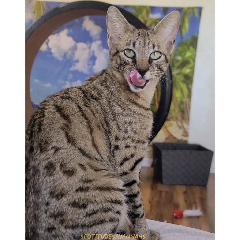 Spotitude Savannahs Cattery | F3 F4 F5 Savannah Cats & Kittens ...